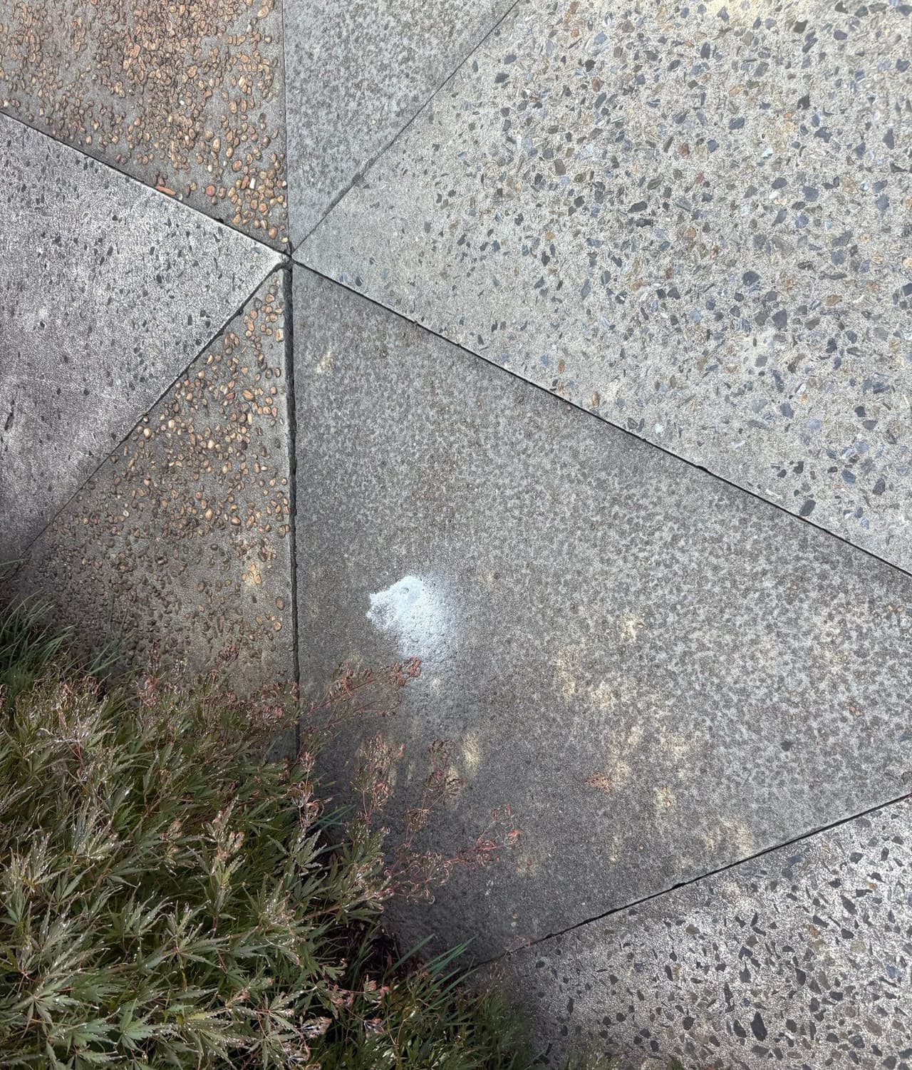 Close view of a concrete slab with a patched injection hole beside a small shrub.