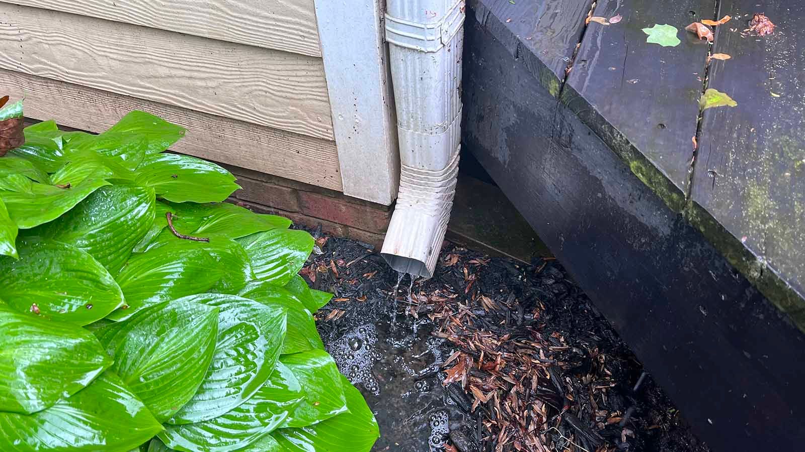 Home rain gutter draining into a puddle beside a house