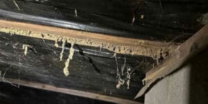 termite damage in crawl space