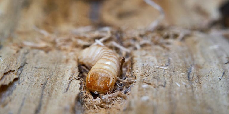 termite in crawl space gap